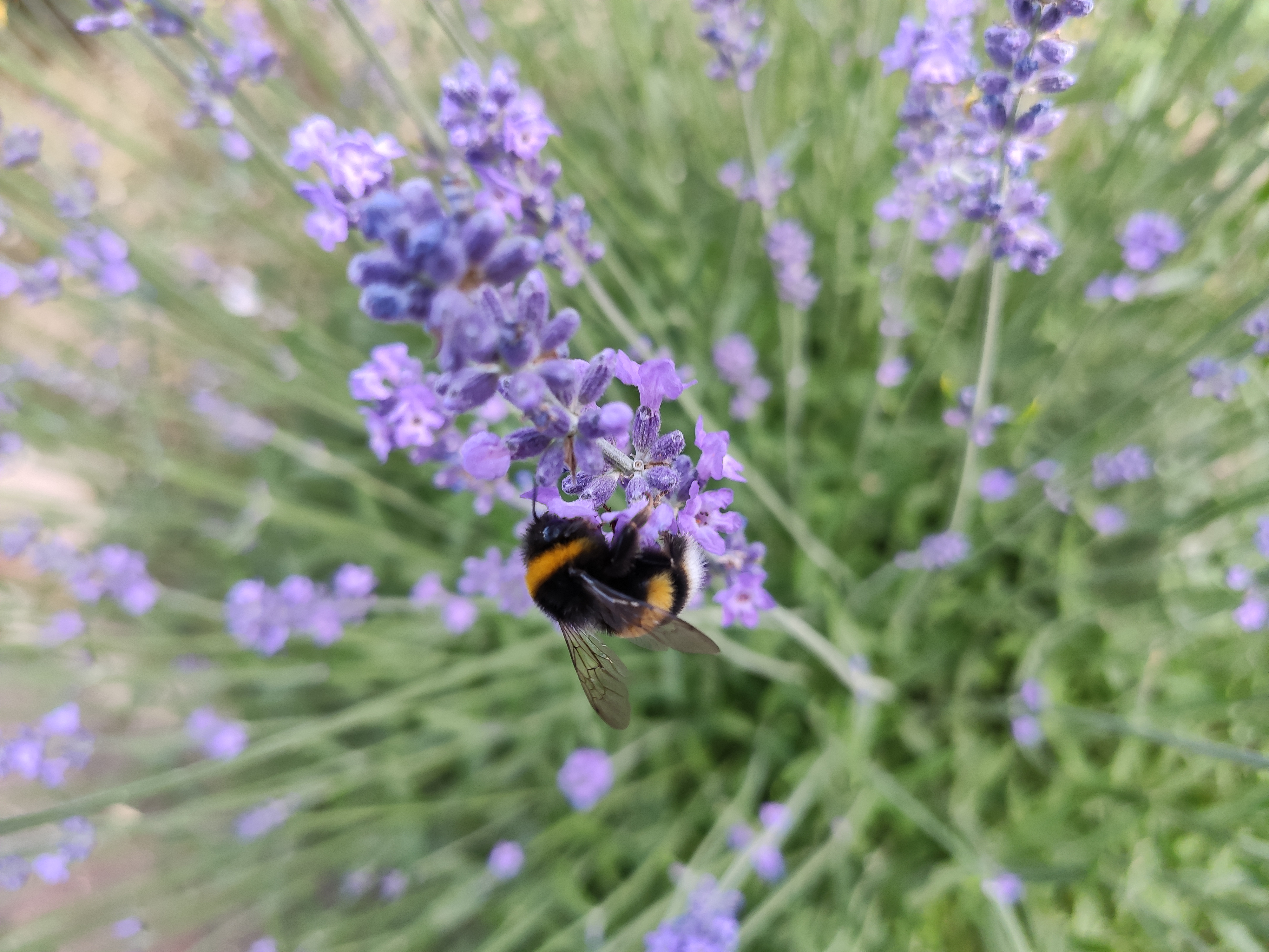 Ogród działkowy latem