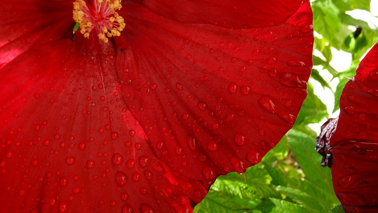 Kwiaty w naszym ogrodzie