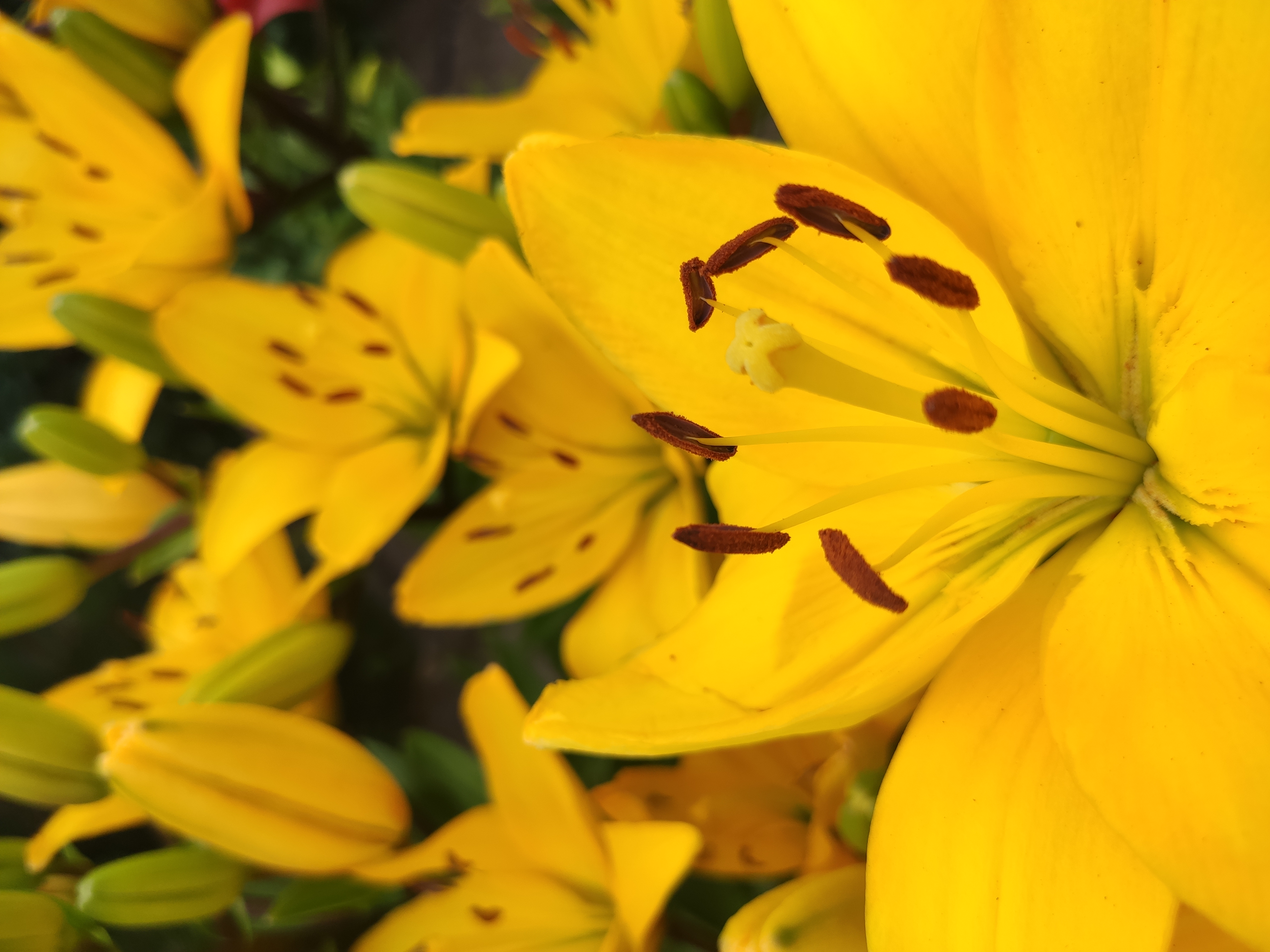 Teren ogrodu działkowego